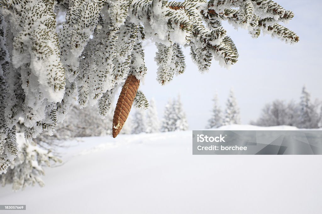 Árvore de Inverno Coberto de Neve - Royalty-free Abeto Foto de stock