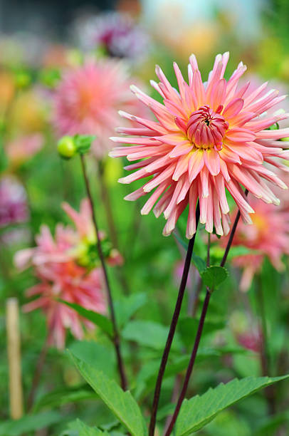 istock pink dahlia - dahlias 183057816