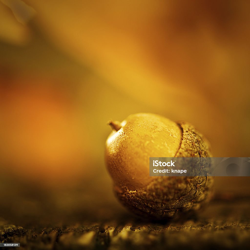 Autunno Ghianda macro - Foto stock royalty-free di Ambientazione