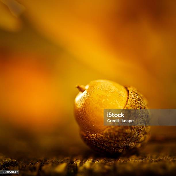 Autunno Ghianda Macro - Fotografie stock e altre immagini di Ambientazione - Ambientazione, Ambientazione esterna, Arancione