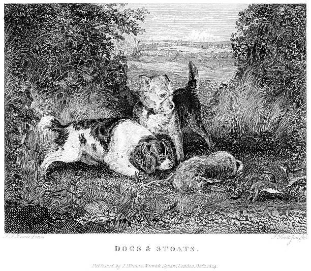Vintage engraving from 1825 of a hunting scene showing dogs and stoats with their catch a rabbit.
