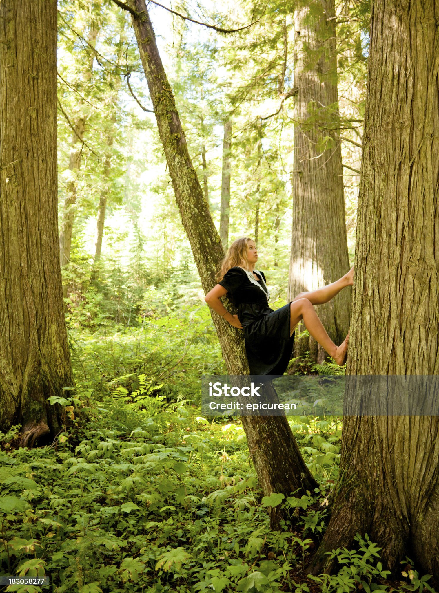 https://media.istockphoto.com/id/183058277/photo/beautiful-young-woman-stretching-in-a-tree.jpg?s=2048x2048&amp;w=is&amp;k=20&amp;c=tJKmtg6Ii1EotkOH6lrRIRgevz_im84_8aImlduikvY=