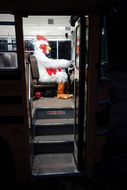 chicken driving a school bus - tavuk kostümü stok fotoğraflar ve resimler