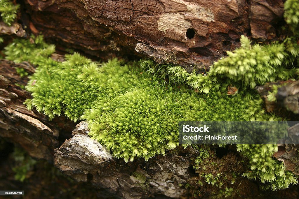Sphagnum Moss Green lichen Covering Stock Photo
