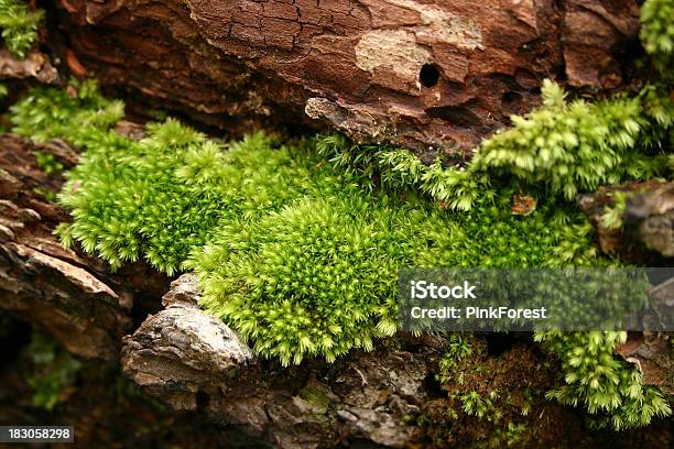 Sphagnum Moss Stock Photo - Download Image Now - Covering, Plant, Small