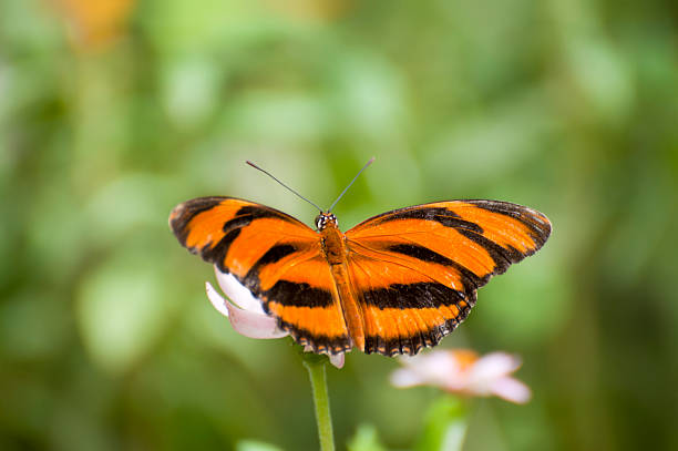 Dryadula phaetusa - Banded Orange Heliconian Butterfly