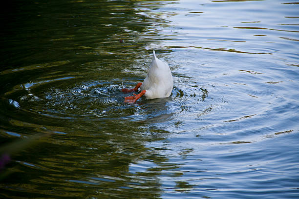 Duck Duck with their heads under water.Please see some similar pictures from my portfolio: duck wading animal foot duckling stock pictures, royalty-free photos & images