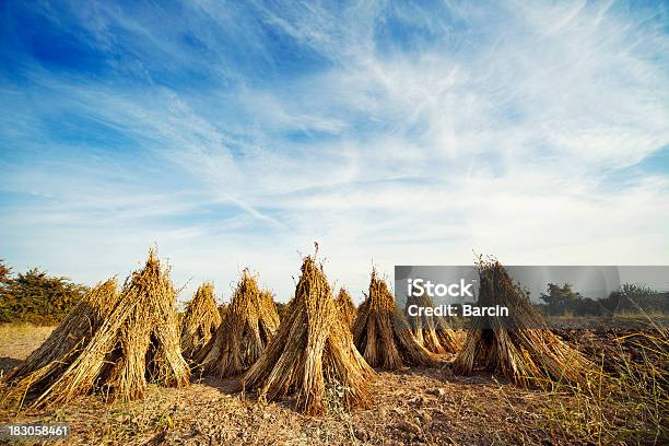 Sesam Pflanzen Trocknen Stockfoto und mehr Bilder von Sesam - Sesam, Feld, Nutzpflanze