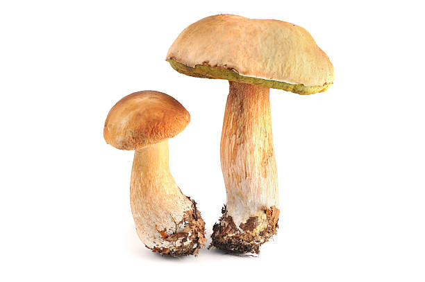 istock Steinpilz (boletus edulis) - porcini mushroom 183058585