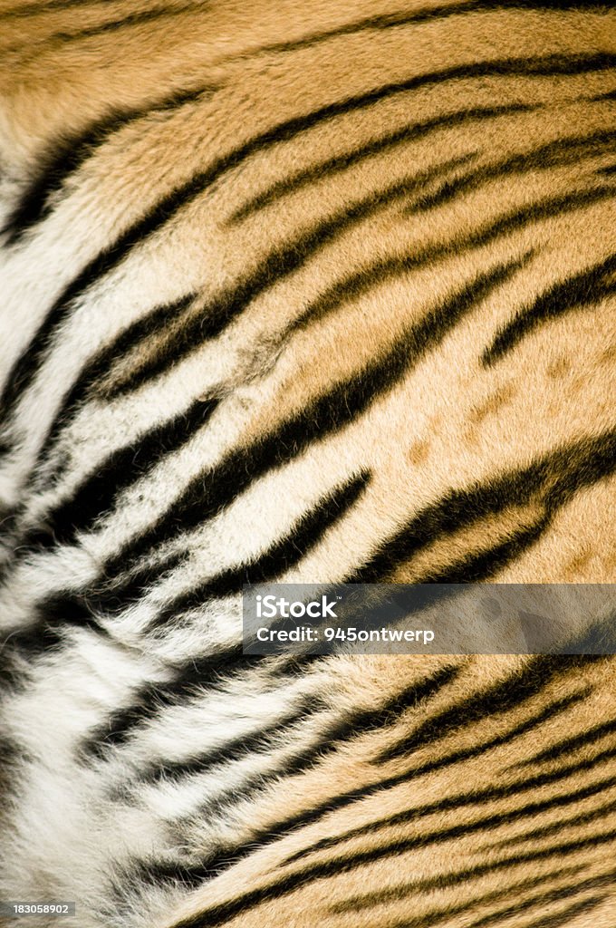 Тигр тело текстуру (real - Стоковые фото Тигровый рисунок роялти-фри