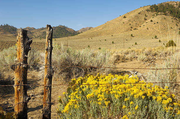 Autumn View of Rabbitbrush and Grasses on the Great Basin "View of the flowering rabbitbrush, grasses and barbed wire fence on the Great BasinTaken in the Great Basin of Eastern California.Please view related images below or click on the banner lightbox links to view additional images, from related categories." rabbit brush stock pictures, royalty-free photos & images