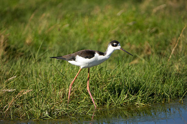 istock Black-winged Stilt in Fresh Water Marsh 183059078