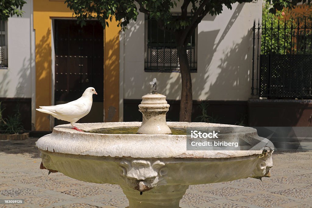 Naranjas (Sevilla). Pigeon en una fuente. - Foto de stock de Agua libre de derechos