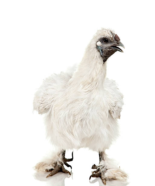 белый китайские шёлковые куры курица изолированные - mouth open macro studio shot looking at camera стоковые фото и изображения