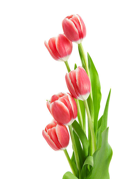 istock Arrangement of Tulips 183059342