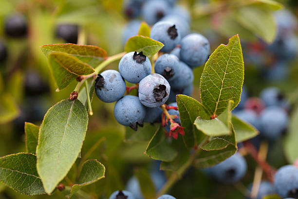 istock Wild Maine Blueberries on Bush 183059357