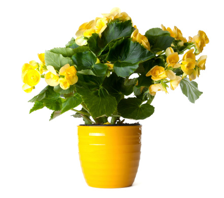 beautiful pansy summer flowers in flowerpots in garden