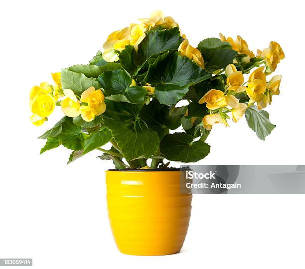 Foto de Amarelo Begonia e mais fotos de stock de Vaso de flor - Vaso de  flor, Flor, Planta de Vaso - iStock