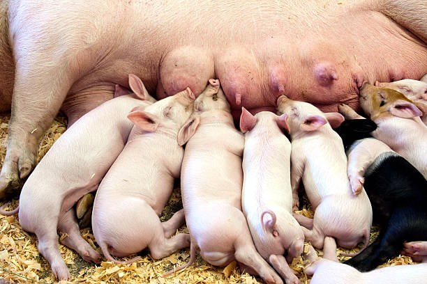 istock Litter of piglets sleeping 183059422