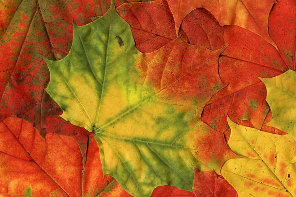 istock Backgrounds - Autumn Leaves of a maple tree 183059441