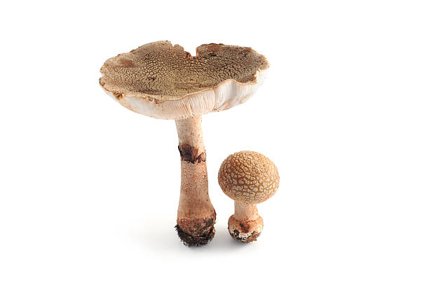 Blusher - Perlpilz (Amanita rubescens) Perlpilz (Amanita rubescens) - true Blusher mushroom. edible.See also my other edible mushrooms images: amanita rubescens stock pictures, royalty-free photos & images