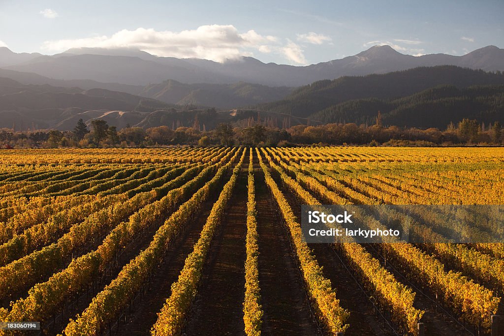 Marlborough Weingut bei Sonnenuntergang - Lizenzfrei Neuseeland Stock-Foto