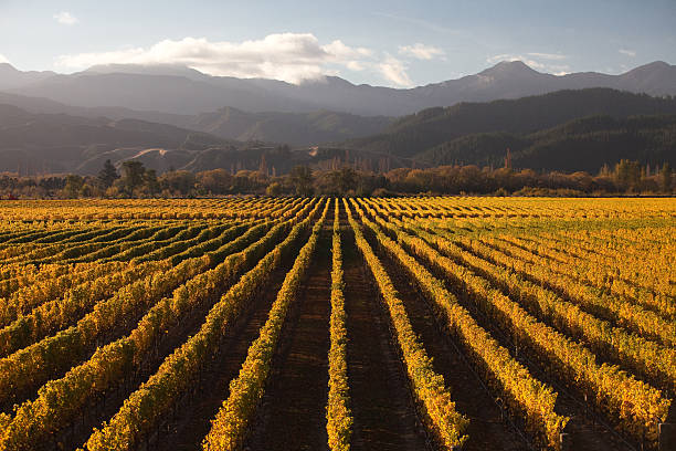 marlborough weingut bei sonnenuntergang - marlborough region stock-fotos und bilder