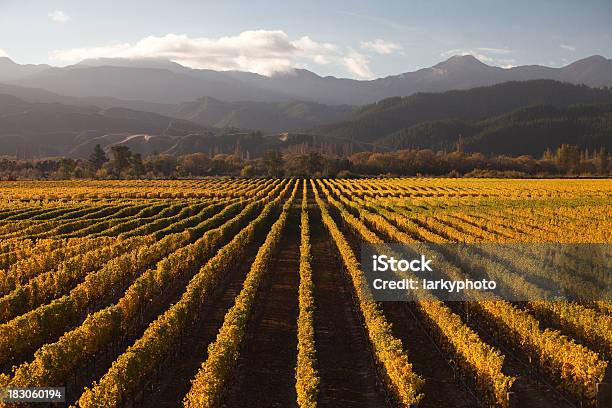 Marlborough Weingut Bei Sonnenuntergang Stockfoto und mehr Bilder von Neuseeland - Neuseeland, Weinberg, Region Marlborough - Neuseeland