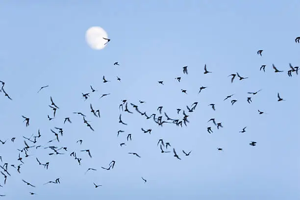 "Mexican Free-Tailed bats heading out for their night-time feeding in Austin, Texas.  Full moon in background in soft focus -- focus on bats.This is a particularly challenging subject to photograph as the bats flap their wings extremely fast but only come out when there is little ambient light.  A flash wouldn't work with this distance.  This was shot wide open at f/2.8 while pushing the ISO a bit to 200.  At this aperture, it is tricky to achieve critical focus on both the bats and moon.  I focused on the bats and let the moon fall into a soft focus."