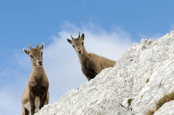 istock Portrait of two young rock goats 183060282