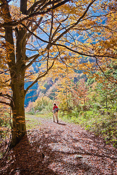 mountain trail im herbst, monte baldo - saturated color beech leaf autumn leaf stock-fotos und bilder
