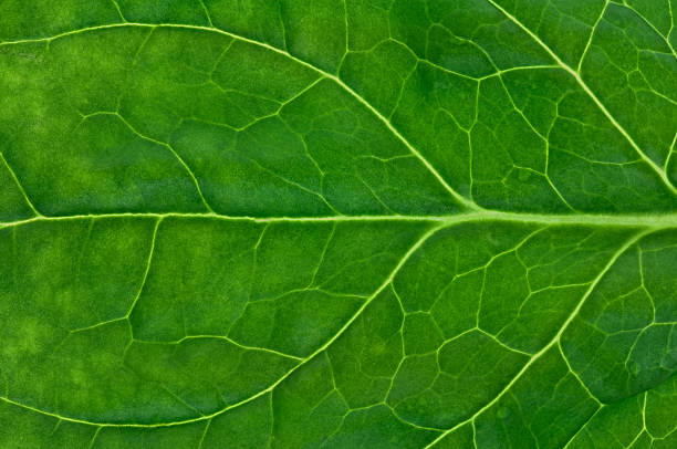 Spinach Leaf Texture stock photo
