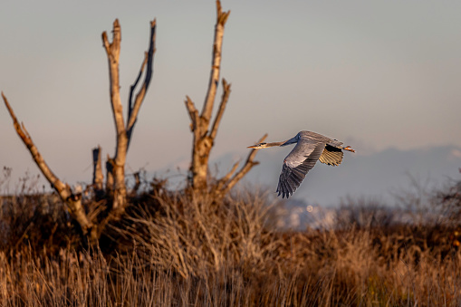 Great Blue Heron flying over a marsh, Delta, British Columbia, Canada