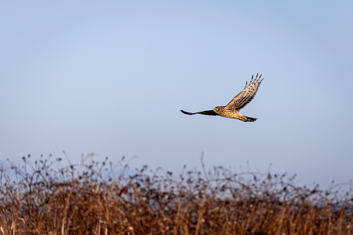 Northern Harrier (Circus cyaneus) soaring over a marsh. Delta B.C., Canada.
