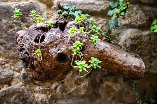 A worn piece of wood stuck in the old wall and covered by a succulent plant, Tuscany, Italy