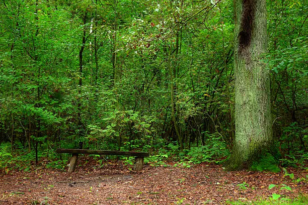 Photo of Park Bench