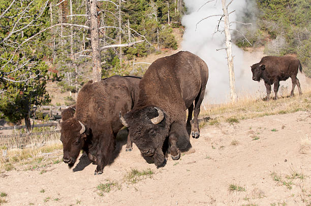 istock Bison in Yellowstone National Park 183060827