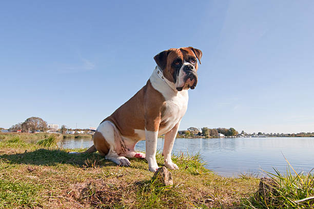 bouledogue américain - american bulldog photos et images de collection