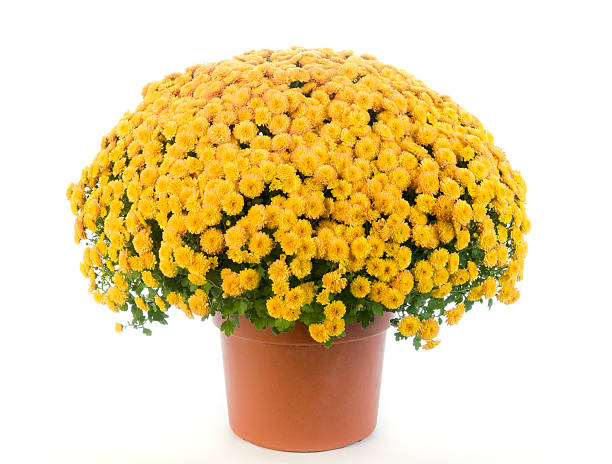 crisantemo giallo in vaso-mamme - plant flower ornamental garden flower bed foto e immagini stock