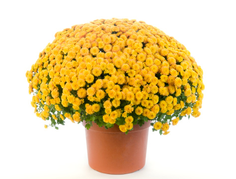 Yellow chrysanthemum in a terracotta pot isolated on a white background