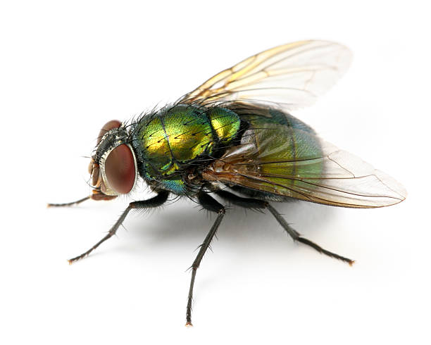 fly - fly housefly ugliness unhygienic stock-fotos und bilder