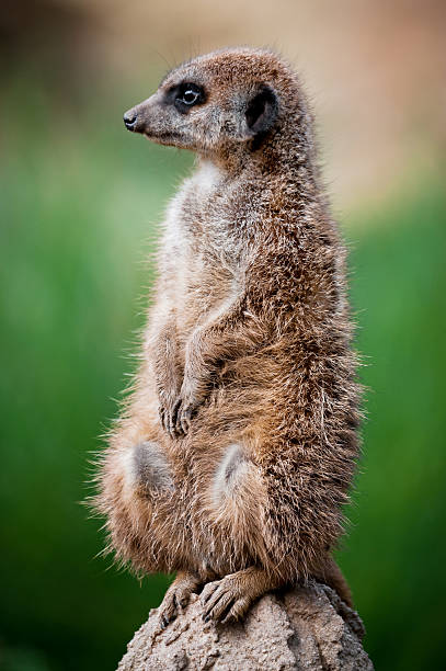 istock Watchful Meerkat 183061231
