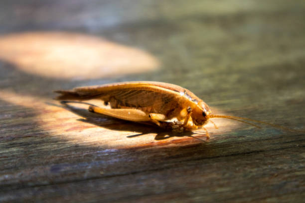 istock Crickets on the wooden table 1830612744