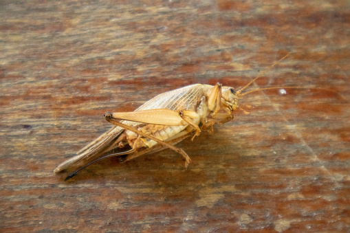 Upturned crickets on a wooden table