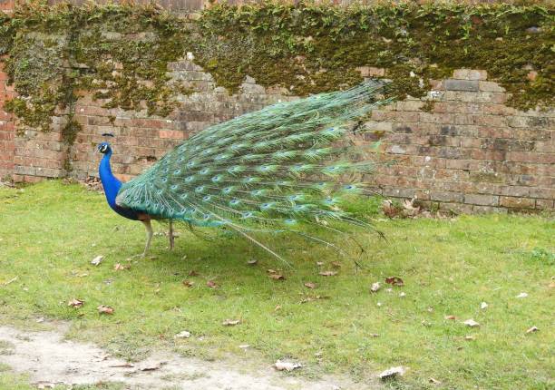 istock Peacock walking to the left with his long tail feathers slightly spread out while raised in the air behind him 1830613368