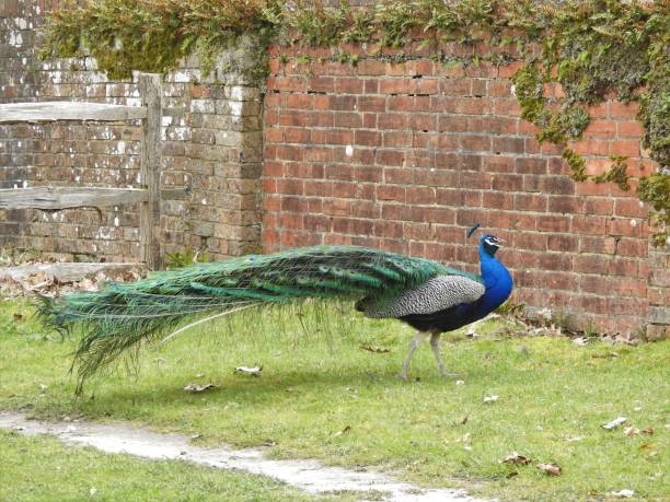 istock Peacock with open beak walking to right with his long trailing tail feathers raised slightly in the air behind him 1830613514