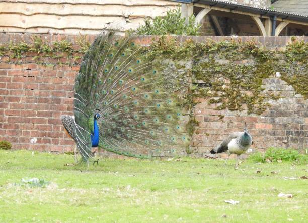 istock Side view of a Peacock displaying his raised fan-shaped tail feathers to an uninterested Peahen that is walking away from him 1830613921