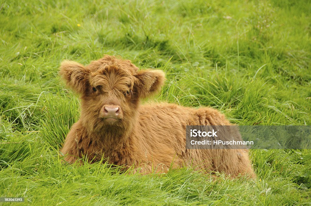 Scottish Filhote de Gado da Escócia - Foto de stock de Bezerro royalty-free