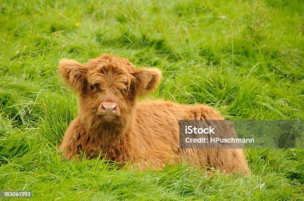 Foto de Scottish Filhote De Gado Da Escócia e mais fotos de stock de Bezerro - Bezerro, Gado da Escócia, Animal