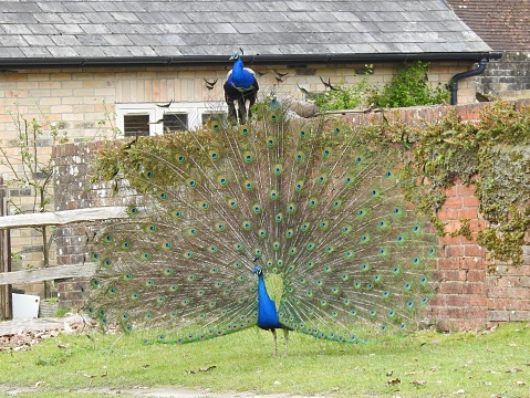 The displaying Peacock is standing on grass. There is a partly hidden Peahen sitting on top of the wall next to the second Peacock.